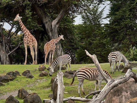 giraffes and zebras out in the wild