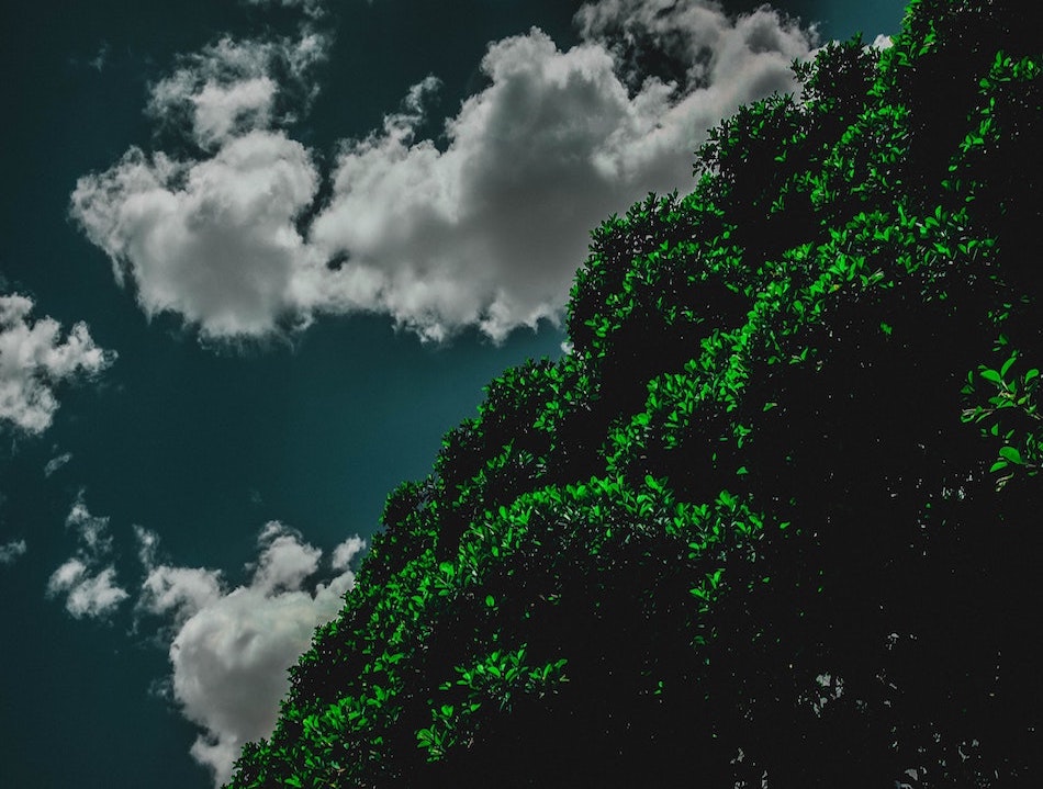 a picture of a tree in the sky. The tree features bright green foliage and the sky is clear with some fluffy white clouds.